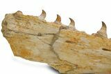 Mosasaur (Pluridens) Jaw with Ten Teeth - Morocco #334604-4